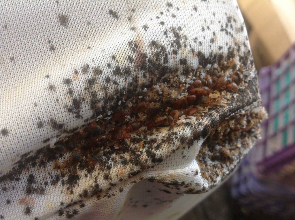 Bed bug removal and mattress treatment service in Ghana