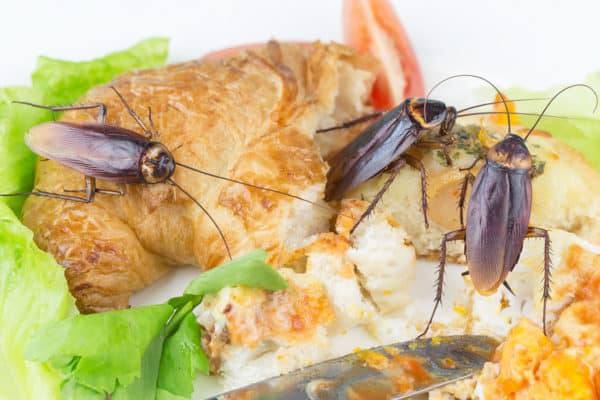 Cockroach infestation in a kitchen — cockroach extermination service in Ghana
