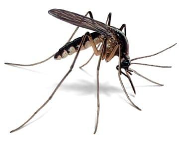 Mosquito control and malaria prevention fumigation service in Ghana